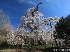 護真寺の桜の写真1