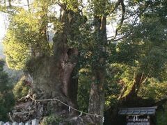 �M���_�Ђ̃N�X�̖؂̎ʐ^1