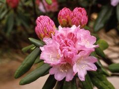 �c��R�̃V���N�i�Q�̎ʐ^1