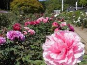 ���֐��_�Ђ̉��O�̎ʐ^1