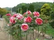 ���֐��_�Ђ̉��O�̎ʐ^2