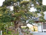 �̖����̃V�C�m�L�̎ʐ^2