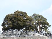 �̖����̃V�C�m�L�̎ʐ^3