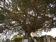 �̖����̃V�C�m�L�̎ʐ^4