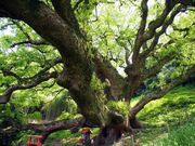 �u�X���̑��̎ʐ^1