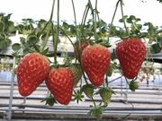 �ό��_���ԂЂ�΂̎ʐ^4