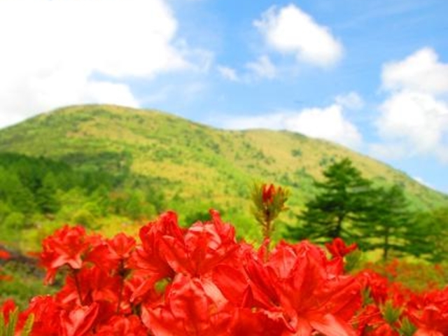 ̊ۍ()̃QccW̎ʐ^1