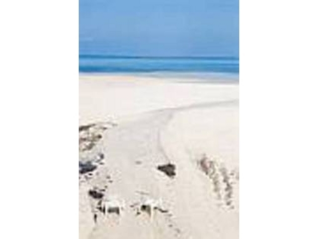 �N�����Ȃ��Â��ȃr�[�`�B�̂�т�ł���_�J���r�[�`