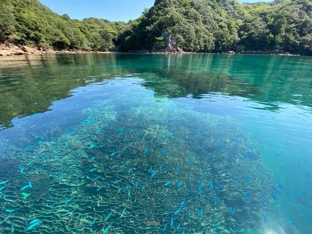 ���������̖ڋʁA���{�ő勉�u�V�R���T���S�Q�́v_�����O���X�{�[�g