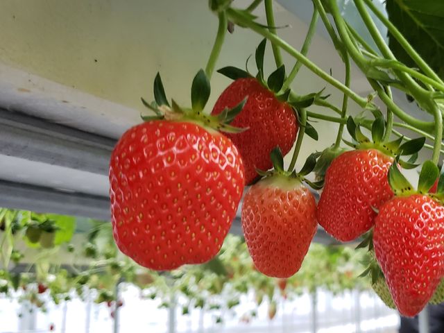 �ʎ��̗��@���c�_��