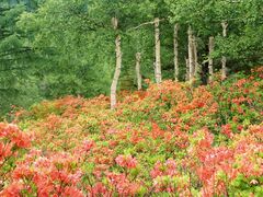 ���������i�����j�̎ʐ^1