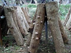 一条竹の子村 予約 アクセス 割引クーポン じゃらんnet