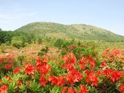 ̊ۍ()̃QccW̎ʐ^2