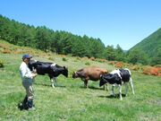 ̊ۍ()̃QccW̎ʐ^3