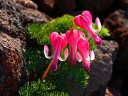 ̊ۍ(r̕)̃R}NT̎ʐ^1