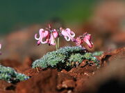 ̊ۍ(r̕)̃R}NT̎ʐ^2