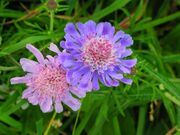 ̊ۍ(r̕)̃}cV\E̎ʐ^1