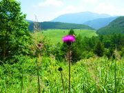 ̊ۍ(r̕)̃mAU~̎ʐ^1