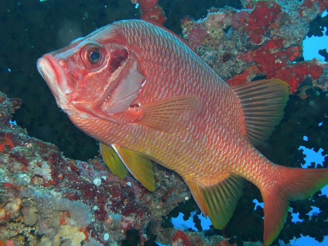 DIVERS'�@Space�@Marine�@Blue�i�}�����u���[�j