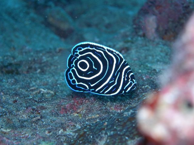 DIVERS'�@Space�@Marine�@Blue�i�}�����u���[�j