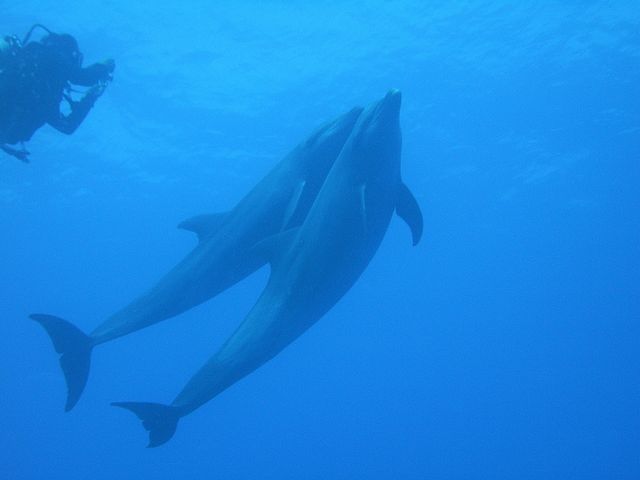 DIVERS'�@Space�@Marine�@Blue�i�}�����u���[�j