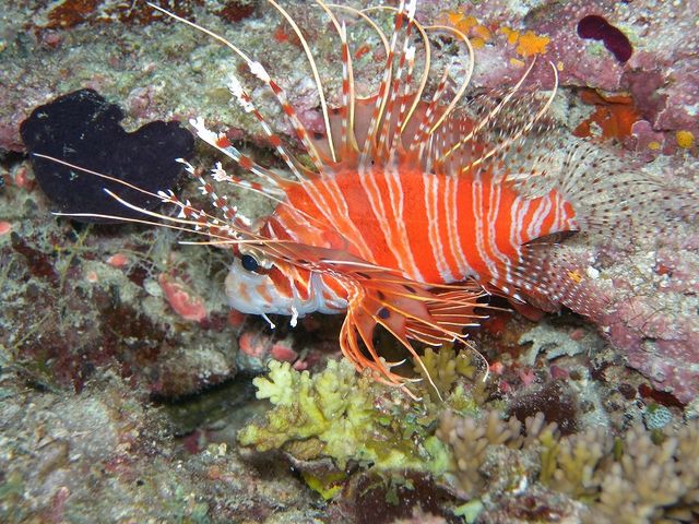 DIVERS'�@Space�@Marine�@Blue�i�}�����u���[�j