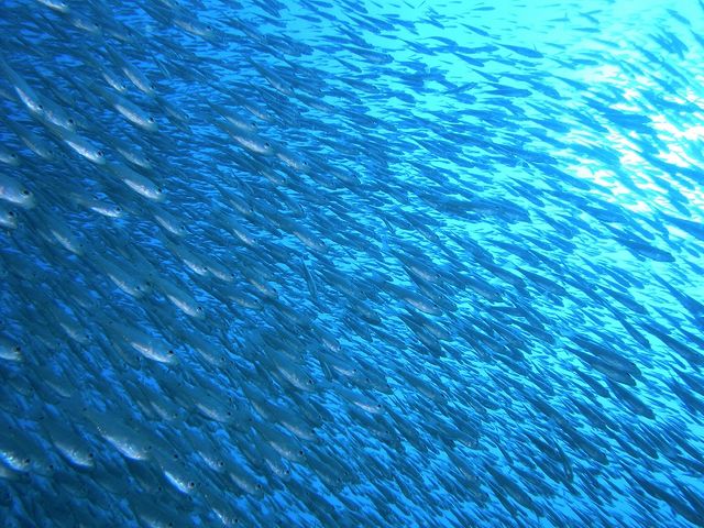 DIVERS'�@Space�@Marine�@Blue�i�}�����u���[�j