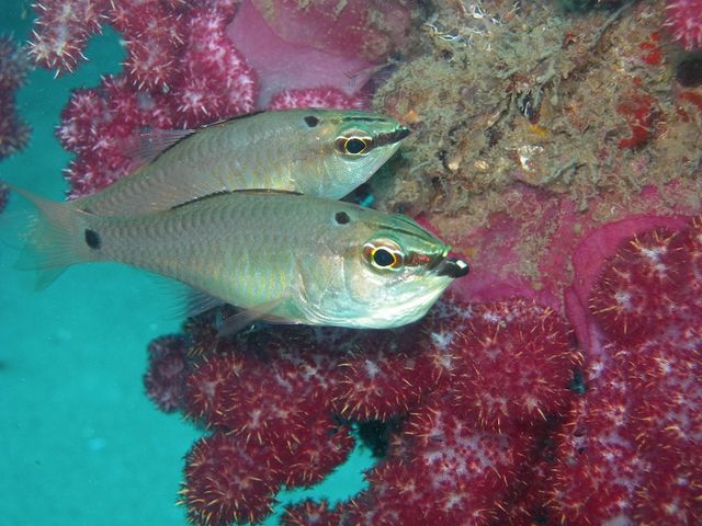 DIVERS'�@Space�@Marine�@Blue�i�}�����u���[�j