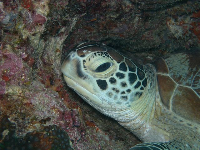 DIVERS'�@Space�@Marine�@Blue�i�}�����u���[�j