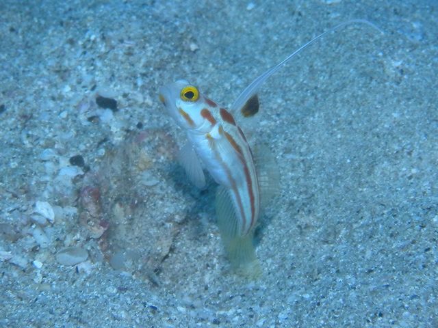 DIVERS'�@Space�@Marine�@Blue�i�}�����u���[�j