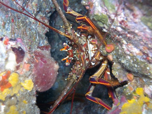 DIVERS'�@Space�@Marine�@Blue�i�}�����u���[�j