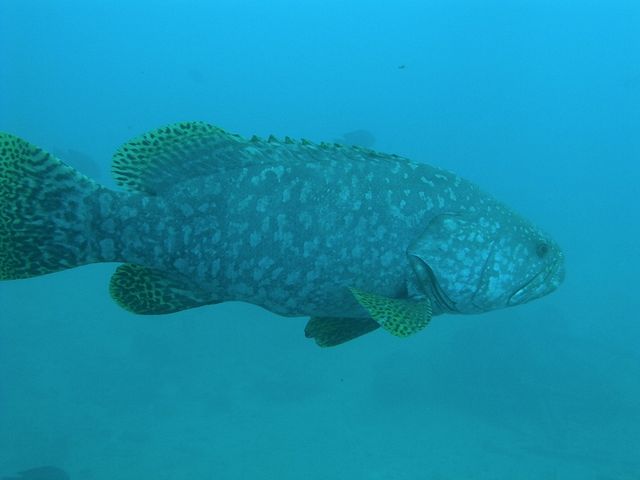 DIVERS'�@Space�@Marine�@Blue�i�}�����u���[�j