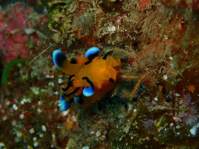 DIVERS'�@Space�@Marine�@Blue�i�}�����u���[�j