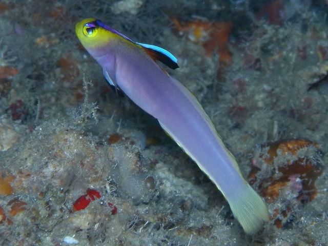 DIVERS'�@Space�@Marine�@Blue�i�}�����u���[�j