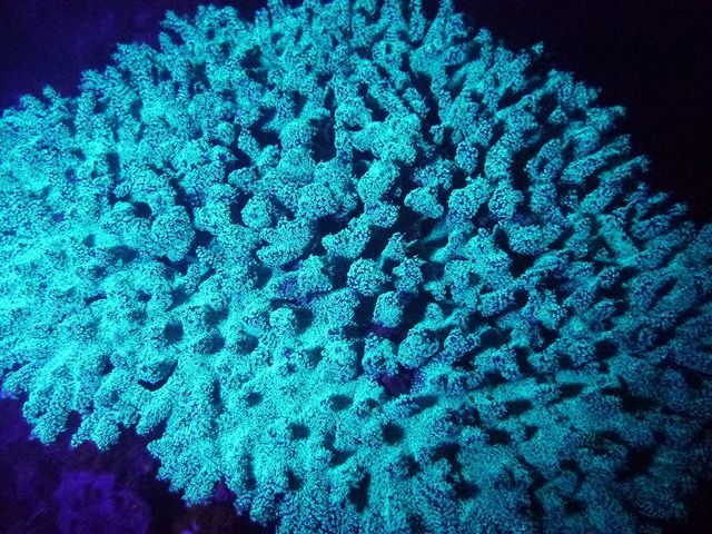 DIVERS'�@Space�@Marine�@Blue�i�}�����u���[�j