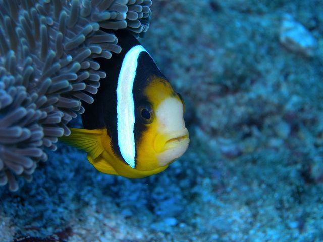 DIVERS'�@Space�@Marine�@Blue�i�}�����u���[�j