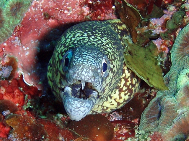 DIVERS'�@Space�@Marine�@Blue�i�}�����u���[�j