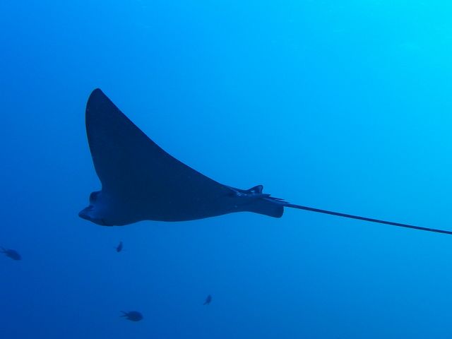 DIVERS'�@Space�@Marine�@Blue�i�}�����u���[�j