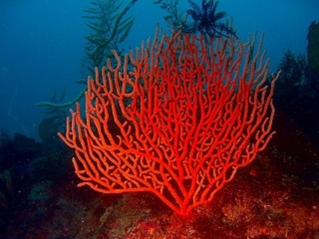 �_�C�r���O�V���b�vFUN