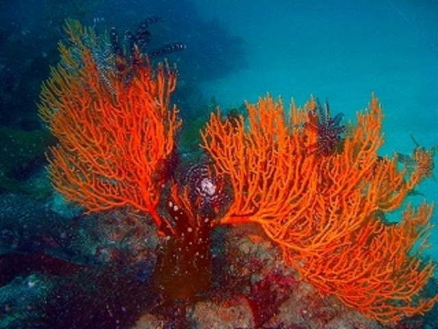 �_�C�r���O�V���b�vFUN