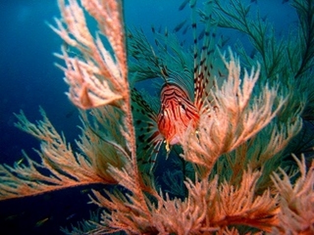 �_�C�r���O�V���b�vFUN