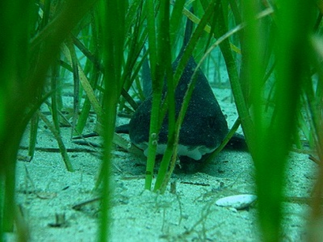 �_�C�r���O�V���b�vFUN