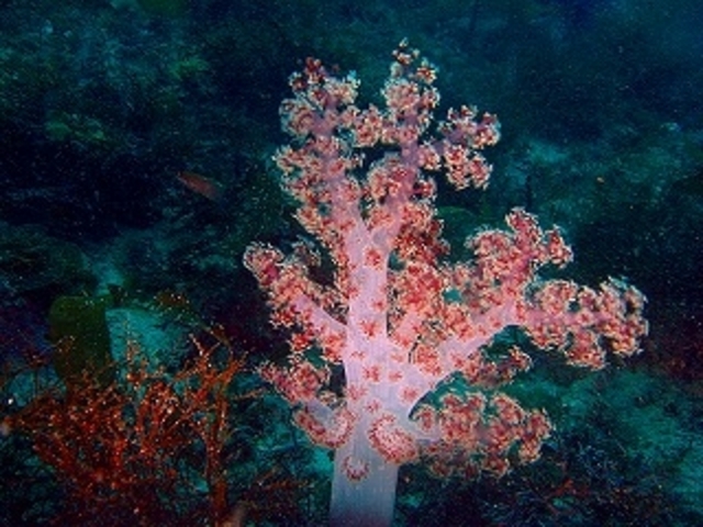 �_�C�r���O�V���b�vFUN