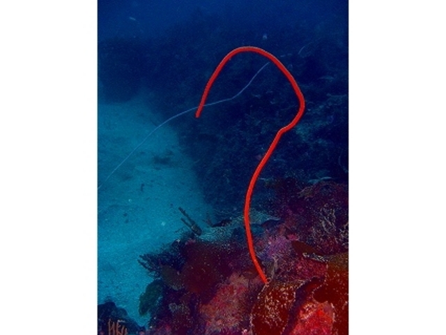 �_�C�r���O�V���b�vFUN