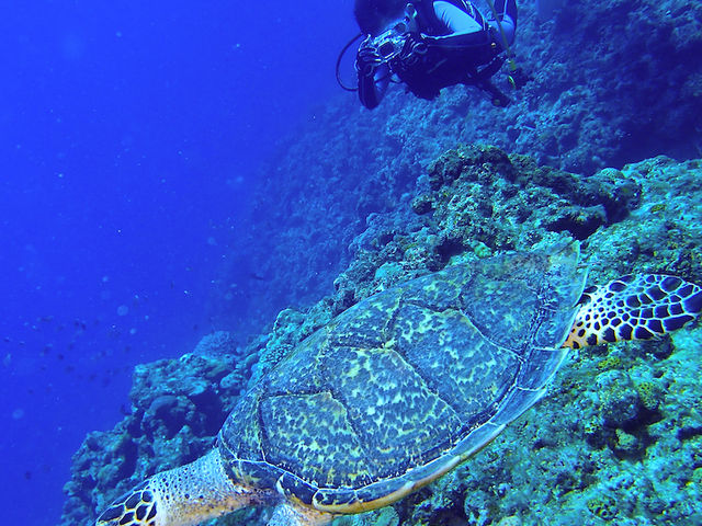 �^���ǂ���΃E�~�K�������鎖�����鎖���o���鎖���I�H_�V�[���o�[�Y����