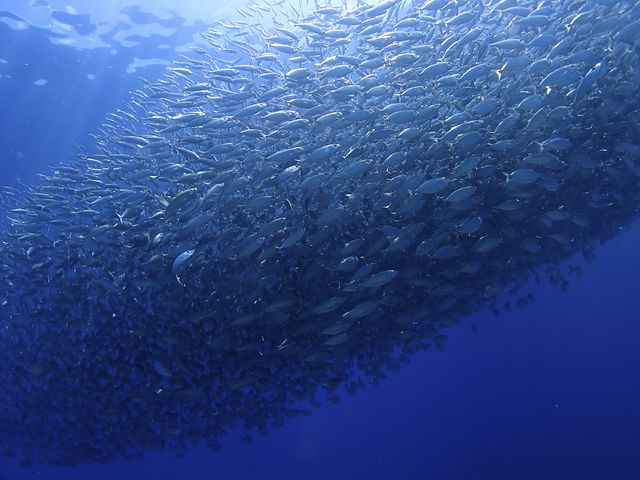 �V�[�Y���ɂ���ẮA�O���N�}�Ƃ����I�̒��Ԃ̌Q������鎖���ł��܂��I�I_�V�[���o�[�Y����