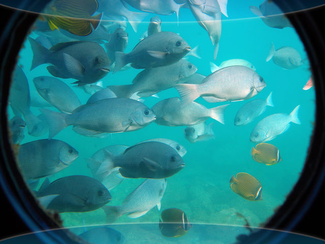 �y�C���W�]���z�W�]���̎���ɂ̓T���S���Q�����A���푽�l�Ȑ��������W�܂�܂��B_���{�C������