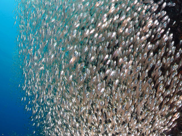 �ڂ̑O�������Ȃ��Ȃ�قǂ̃L�������h�L�̉�_�N���u�m�A�@������