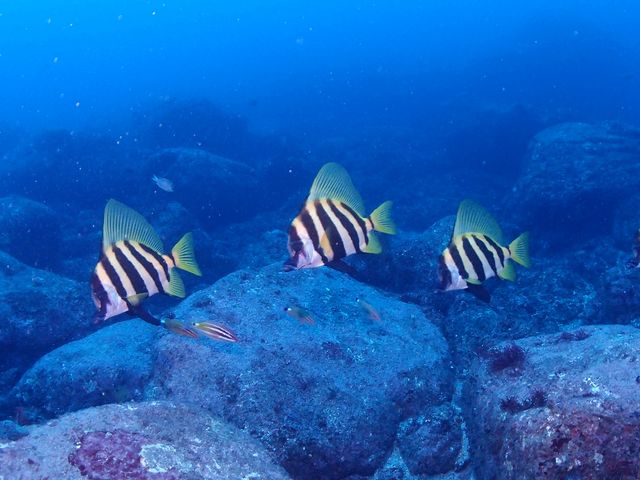 �^�C�K�[�X�J���[�̃e���O�_�C_�N���u�m�A�@������