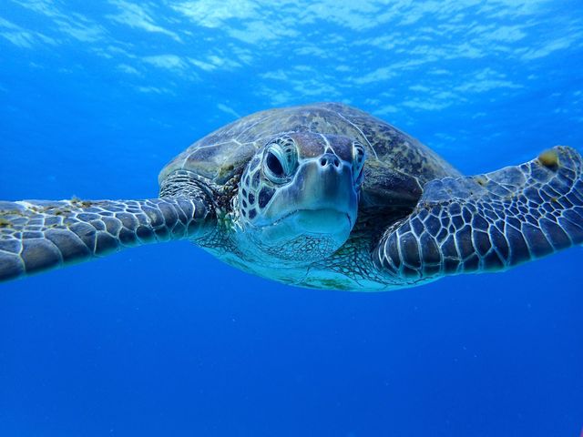 ���݂Ă񂮁E�_�C�r���O�T�[�r�X